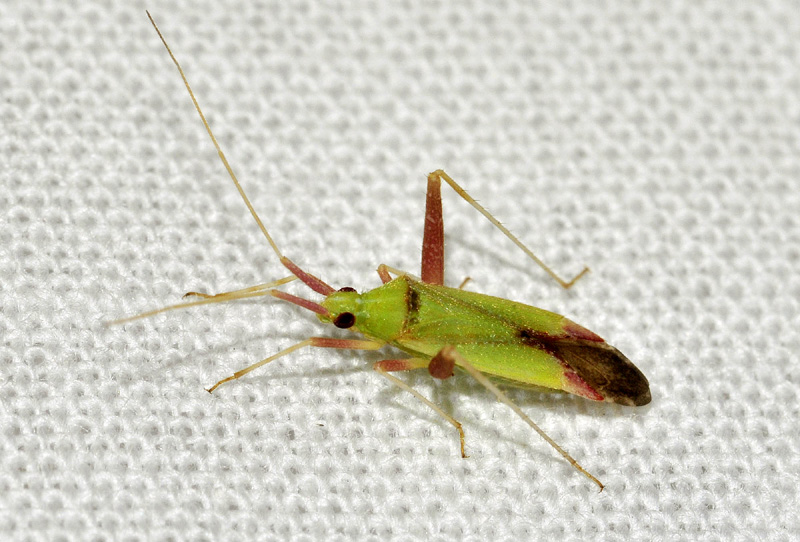 Miridae: Phytocoris citrinus